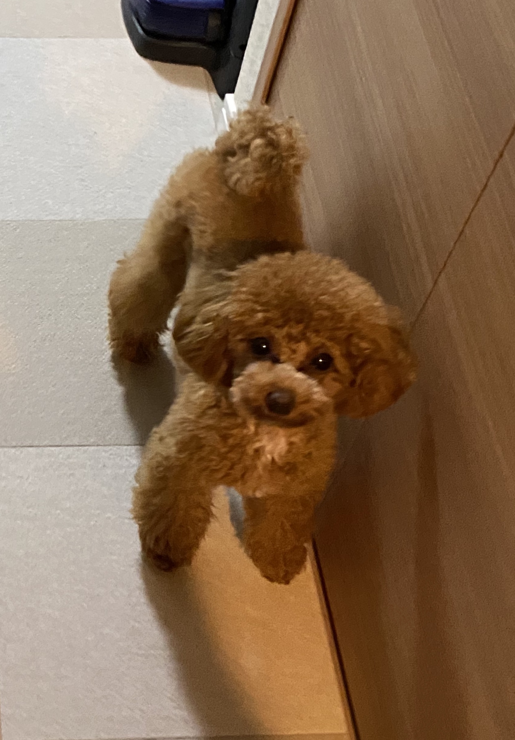 飼い主さんになられる方へ 伊藤ブリーダー 飼い主さんになられる方へ 伊藤ブリーダー