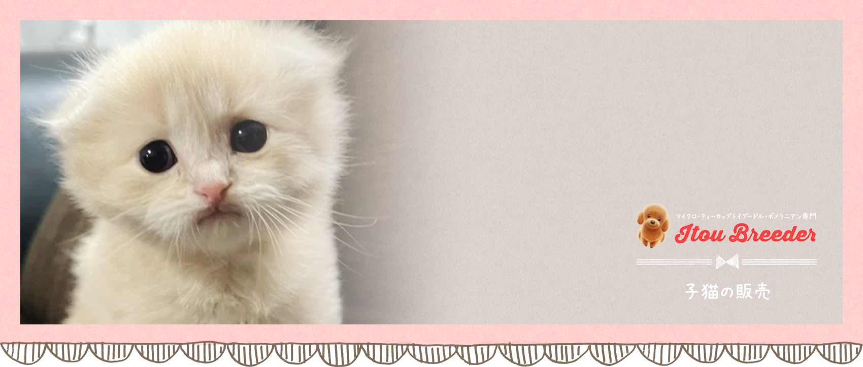 子猫の販売